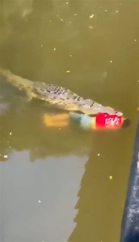 crocodile eats soccer player